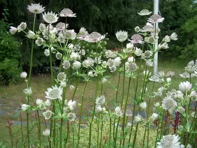 Guía Completa para el Cultivo de Astrantia Major: La Estrella del Jardín