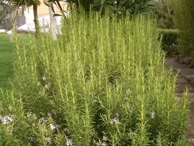 Guía Definitiva para el Cultivo de Romero en tu Jardín