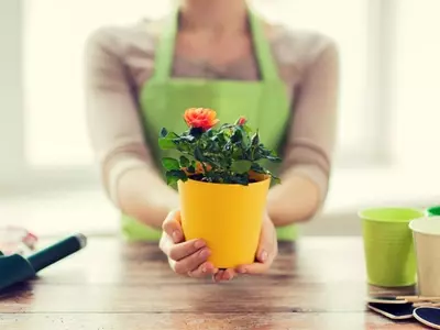 El Arte de Cultivar Rosas en Macetas: Guía Completa para un Jardín Urbano Espléndido