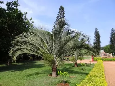 Guía Definitiva para Plantar Palmeras en tu Jardín