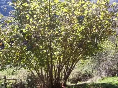 Descubre el Avellano: Un Árbol Frutal Ideal para tu Jardín