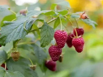 Cultivo de Frambuesas: Guía Completa para Jardineros y Aficionados