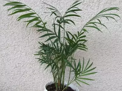 Plantas de Interior Fascinantes: Un Jardín en Casa para Principiantes