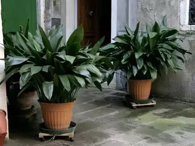Aspidistra: La planta resistente que embellece tu hogar