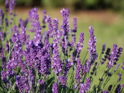 Descubriendo la Lavanda: Variedades, Usos y Secretos de Cuidado