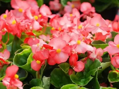 Jardines Vivos Todo el Año: Secretos de las Plantas de Floración Continua