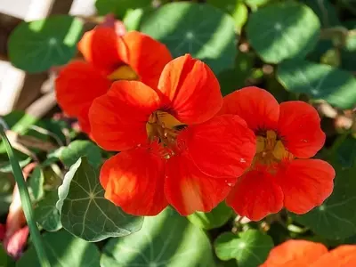 Descubriendo la Capuchina: Una Planta Versátil y Nutritiva
