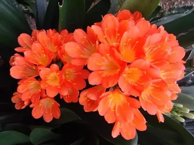 Las 6 Plantas de Interior Ideales para Novatos: Guía para un Hogar Vibrante