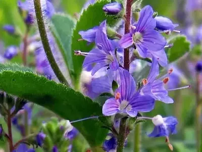 Secretos para un Jardín Florecido Todo el Año