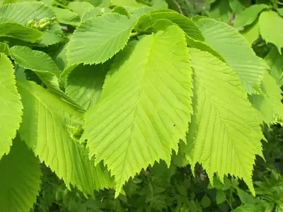 Plantas de Exterior Infalibles para Todo Clima