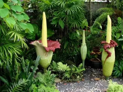 Las Plantas Más Insólitas y Fascinantes del Mundo Natural