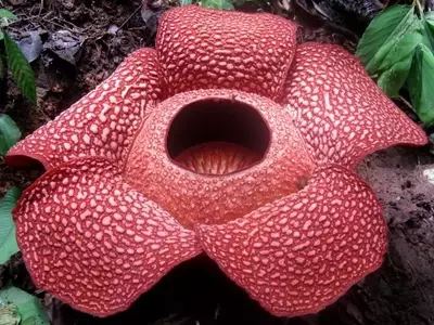 El Fascinante Mundo de las Plantas Parasitarias: Adaptaciones y Estrategias de Supervivencia
