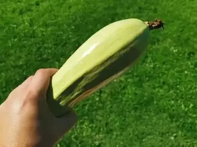 Secretos para la Conservación Óptima del Calabacín en Entornos Domésticos