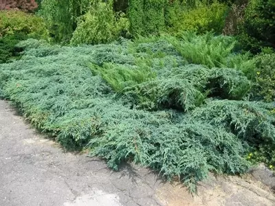 Embelleciendo Jardines Inclinados: Selección Estratégica de Plantas