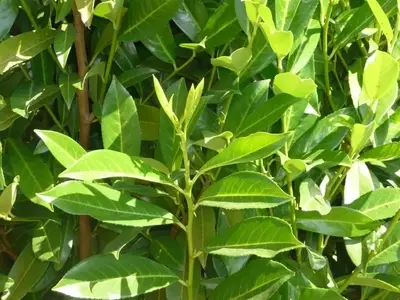 Plantas Repelentes de Cucarachas: Soluciones Naturales para el Hogar