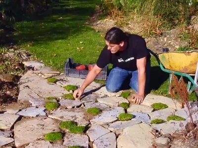 Plantas Tapizantes para Senderos y Caminos: Embellece y Protege Tu Jardín