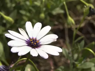 El Fascinante Mundo de las Plantas Perennes: Vida Extensa y Belleza Duradera