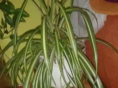 Cultivo y Propagación de Plantas por Hijuelos: Cinta y Saxífraga