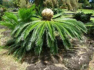 Plantas con Apariencia de Palmera que no lo Son