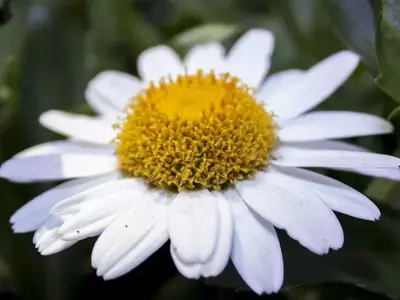 Flores Autosiembra: Belleza Natural en Tu Jardín