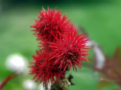 Plantas Hermosas, Peligros Ocultos: Una Guía de Precaución para Jardineros y Hogares