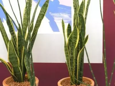 Plantas que Prosperan en la Sombra: Una Guía para Espacios con Poca Luz