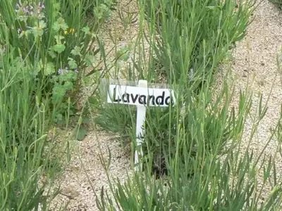 Jardinería Ecológica: Control de Plagas con Plantas Aromáticas