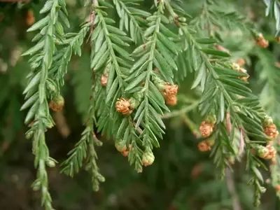El Secreto Curativo de las Plantas: Aspirina Natural para su Resiliencia