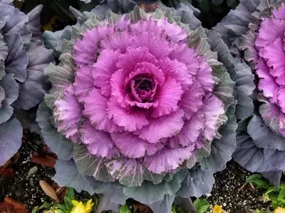 Descubre las Plantas Ideales para Embellecer tu Jardín en Invierno