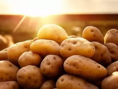 Avances en la Resistencia al Calor de la Papa: Un Futuro Agrícola Prometedor