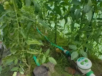 El Tesoro Oculto del Tomate: Usos Innovadores de sus Hojas en el Jardín