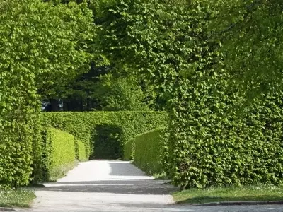 Guía Definitiva para la Selección de Plantas para Cercas Vivientes en su Jardín