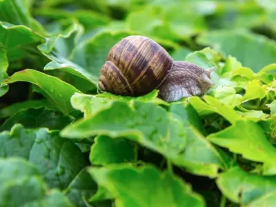 Protección Integral de Plantas: Estrategias Efectivas contra Plagas y Enfermedades