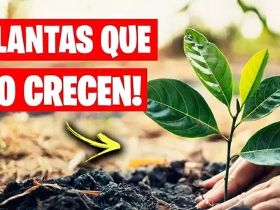 Secretos para un Jardín Vibrante: Desvelando el Crecimiento de tus Plantas