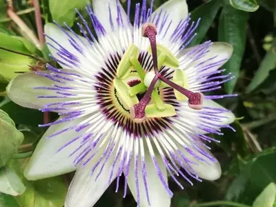 Descifrando el Misterio Floral: ¿Por Qué Tus Plantas No Florecen?