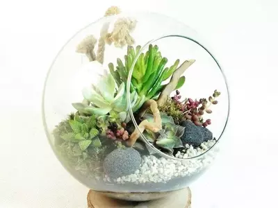 Cómo Construir y Cuidar un Terrario: Guía Esencial para un Ecosistema en Miniatura