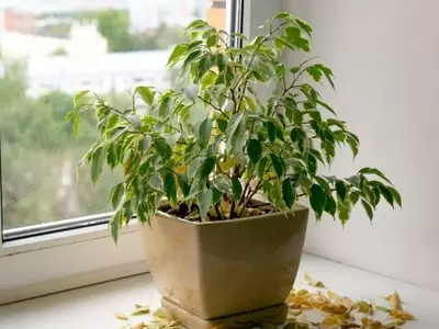 Descifrando la Caída de Hojas en Plantas: Una Guía Completa para Jardineros