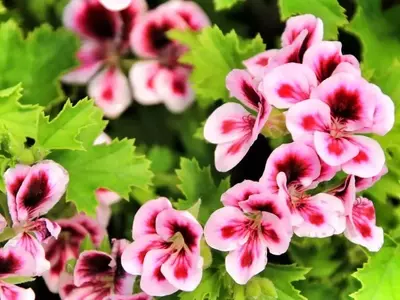 El Arte Esencial de la Poda de Geranios para una Floración Exuberante