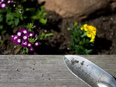 La Importancia de la Siembra de Árboles en Primavera