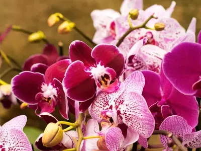 Mitos y Realidades del Riego de Orquídeas con Hielo: Una Guía Esencial