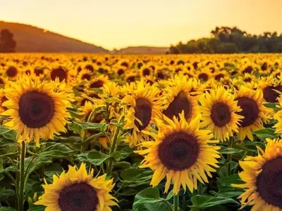 La Fascinante Danza de las Plantas Hacia la Luz: Un Vistazo al Fototropismo