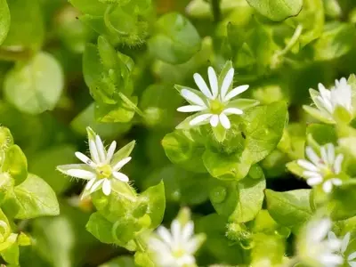 El Tesoro Verde: Plantas Silvestres y Sus Propiedades Curativas