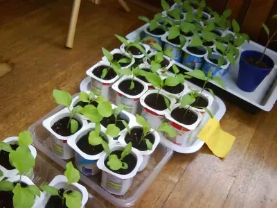 Guía Completa para el Éxito en la Creación de Semilleros Caseros
