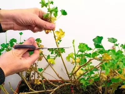 Descifrando el Amarillamiento de las Hojas de Geranio: Guía Completa para un Cultivo Saludable