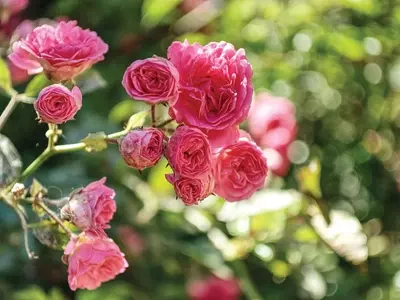 Guía Definitiva para el Cultivo Exitoso de Rosales a Raíz Desnuda