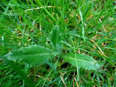 Estrategias Sostenibles para el Control de Malezas en su Jardín