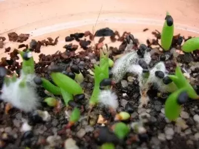 Prevención Efectiva de Hongos en Semilleros y Plantas Jóvenes