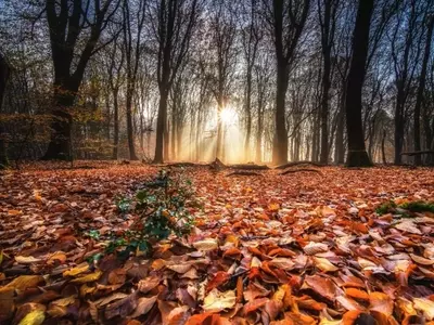 El Enigma Cromático del Otoño: ¿Por Qué Algunos Árboles Retienen su Verde?