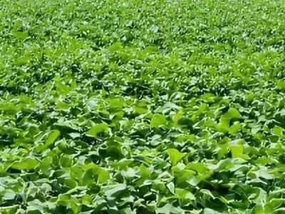 Un Avance Revolucionario: Científicos Desarrollan Soja con Propiedades Anticancerígenas Mejoradas