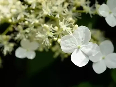 Desafíos Comunes en el Cultivo de Hortensias y Soluciones Prácticas